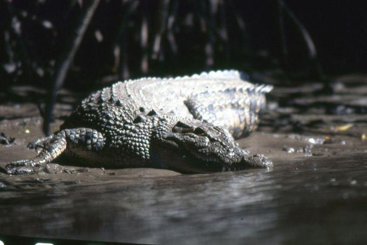 a reptile on a wooden surface
