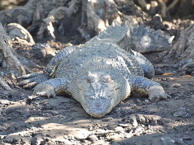 a reptile lying on a rock