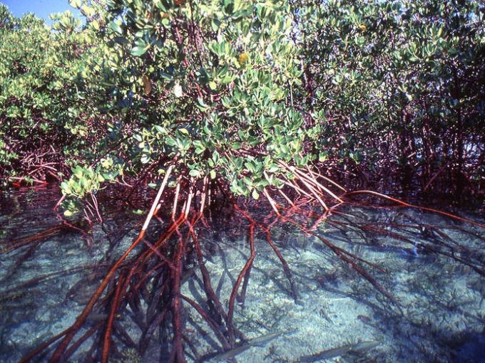 a close up of a tree