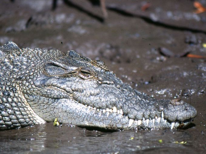 a close up of a reptile