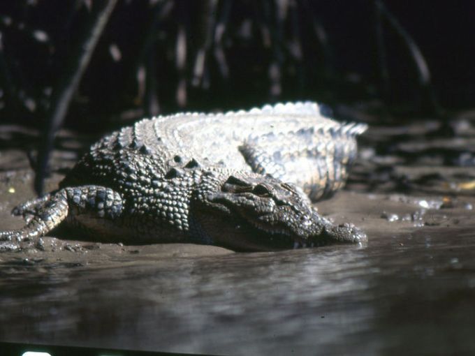a reptile on a wooden surface