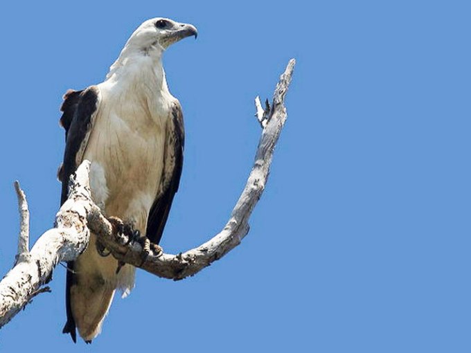 a bird sitting on a branch